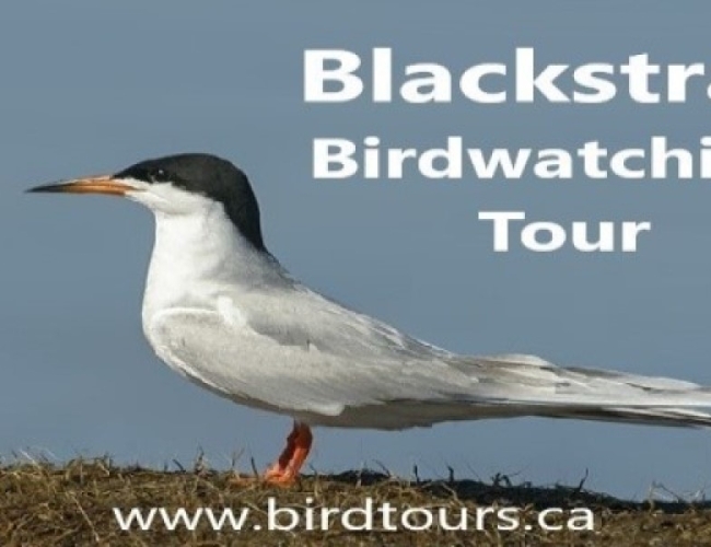 Blackstrap Lake Birdwatching and Bird Photography Tour Discover Saskatoon